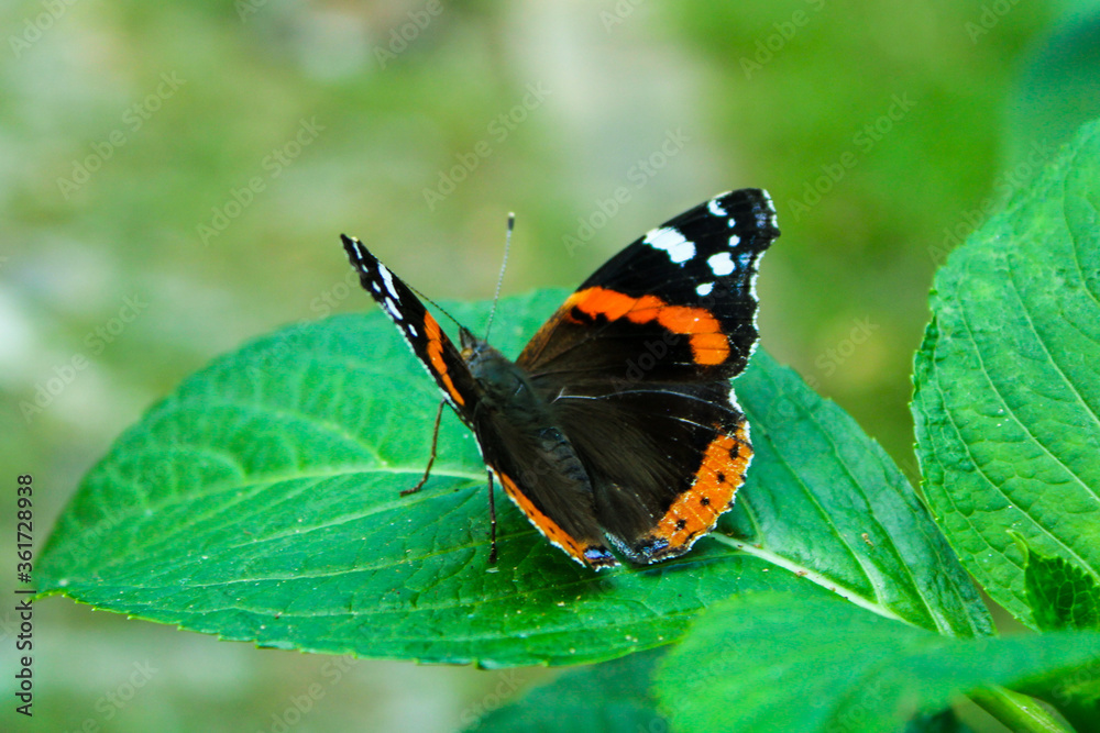 close up beautiful butterfly on a leaf, Vanessa atalanta close up beautiful butterfly on a leaf, Vanessa atalanta