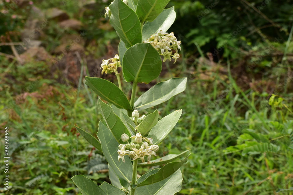 Erukku - White flower -Aurvedic medicine Erukku - White flower -Aurvedic medicine