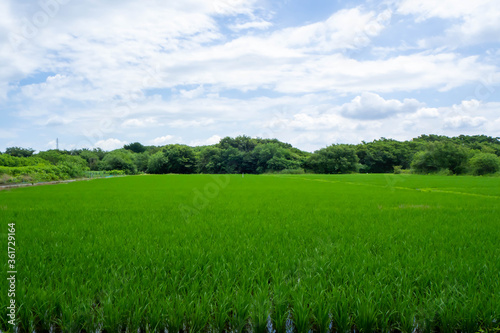 青空の元成長する初夏の青々とした稲が育つ田んぼ