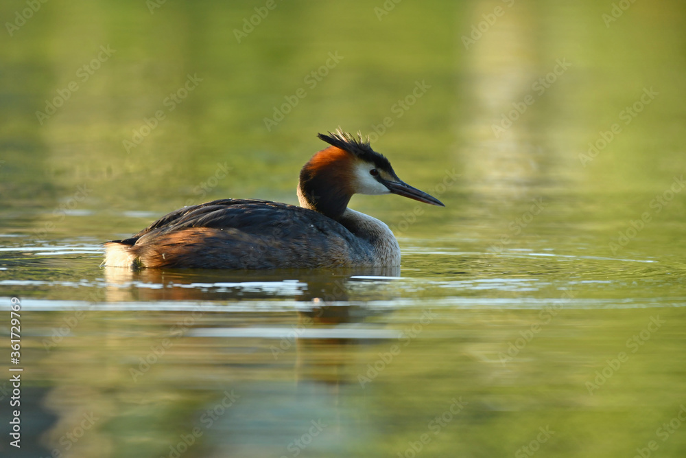 Great crested grebe on the water. Great crested grebe on the water.