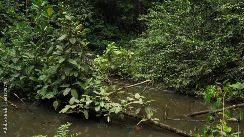 Lush green pond in the tropics filled with plants of all types and fallen branches
Lush green pond in the tropics filled with plants of all types and fallen branches