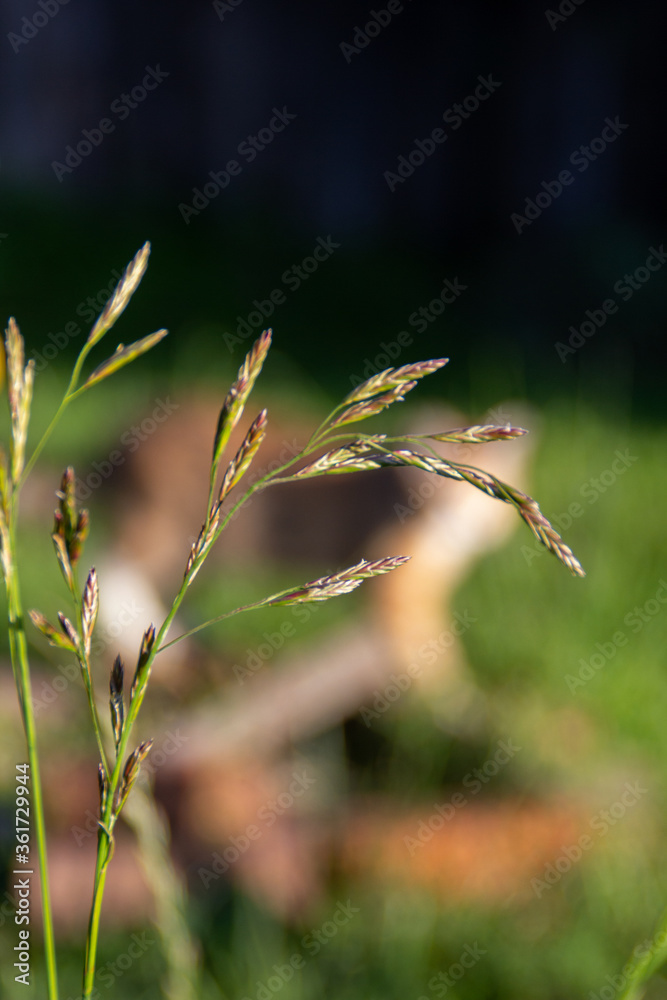 close up of grass