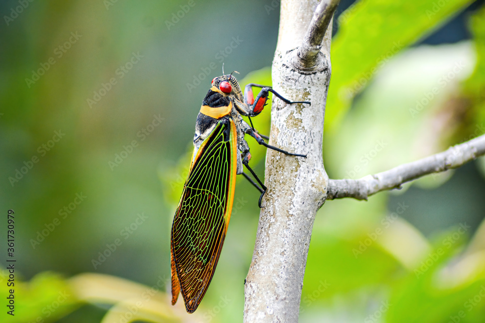 Cicada on a tree branch in park Cicada on a tree branch in park