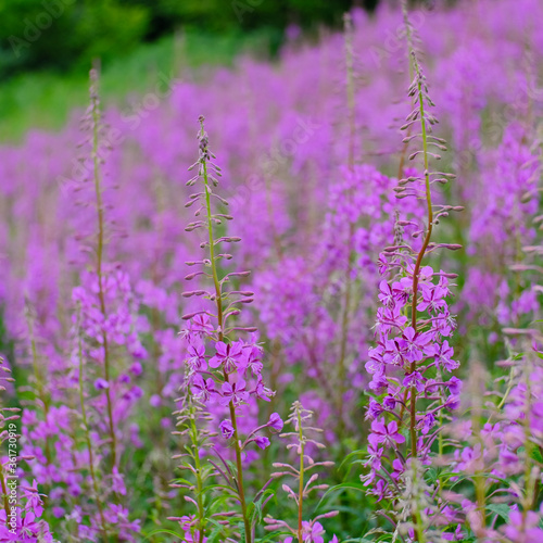 Fireweed or Rosebay Willowherb.