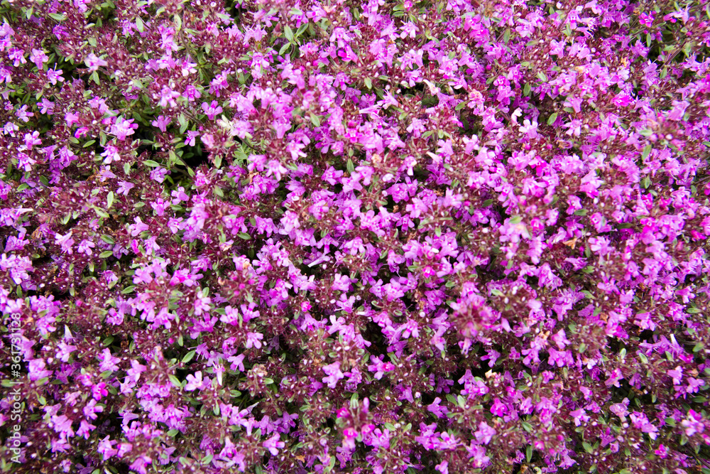 Flowering thymus serpyllum (Breckland thyme, Breckland wild thyme, wild thyme, creeping thyme, Sandthymian or elfin thyme) with tiny pink blossoms Flowering thymus serpyllum (Breckland thyme, Breckland wild thyme, wild thyme, creeping thyme, Sandthymian or elfin thyme) with tiny pink blossoms