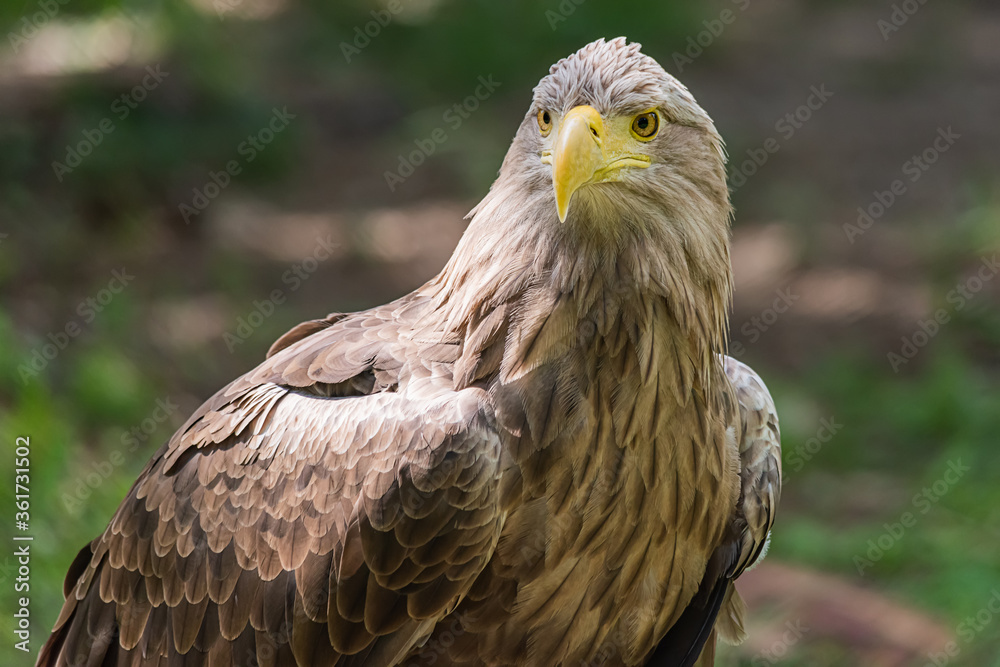Detailed view of a white tailed eagle head, a typical Eurasian eagle Detailed view of a white tailed eagle head, a typical Eurasian eagle