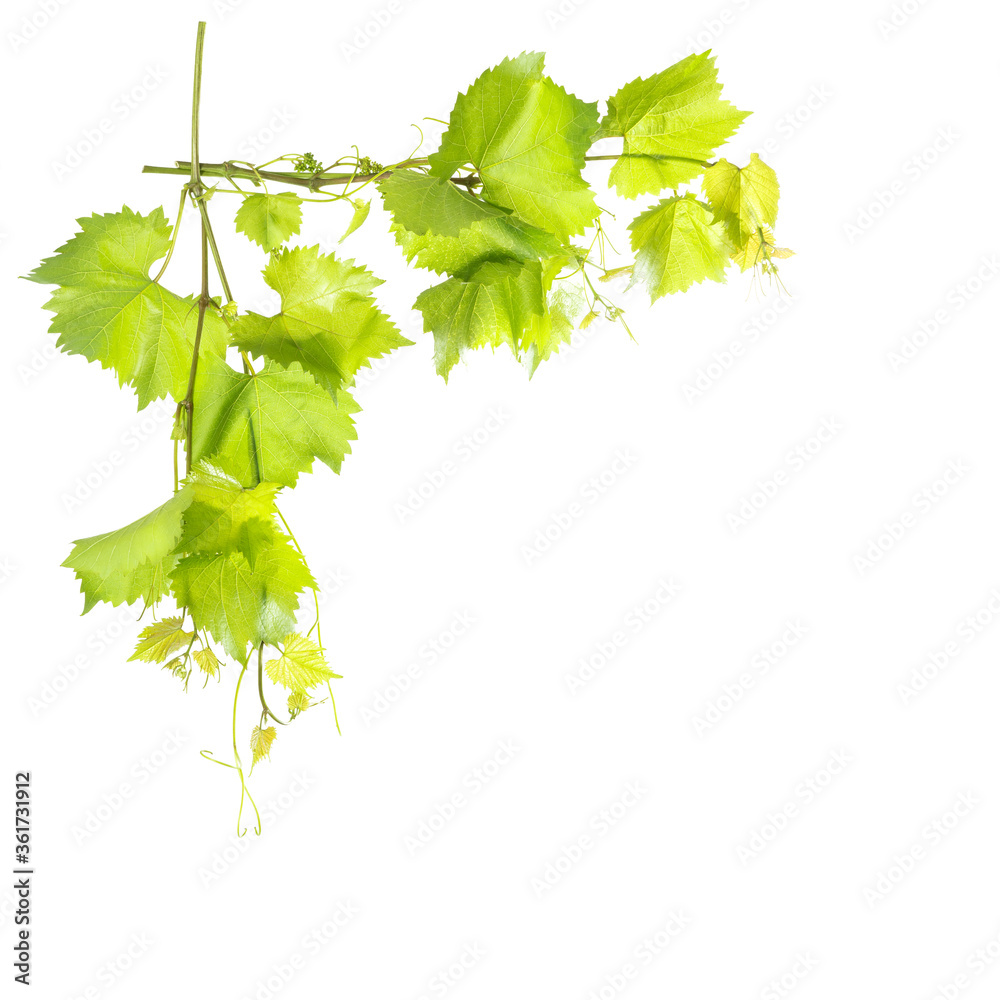 Fototapeta premium Border from grape vine leaves isolated white background