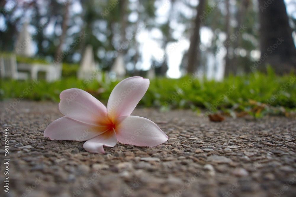 Plumeria flower, is laid on the brown walkway with blurred background Plumeria flower, is laid on the brown walkway with blurred background