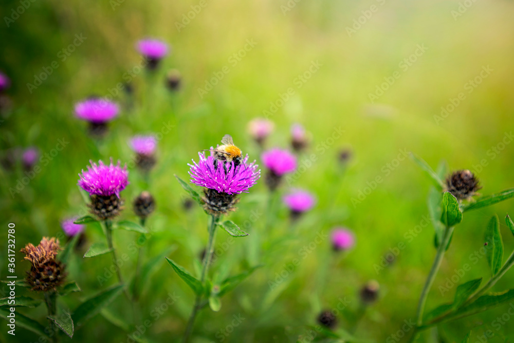 Bee pollinating a wild flower in the English Cotswold countryside Bee pollinating a wild flower in the English Cotswold countryside