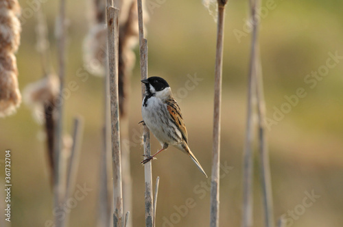 Common reed bunting Emberiza schoeniclus perched on the field.
 photo