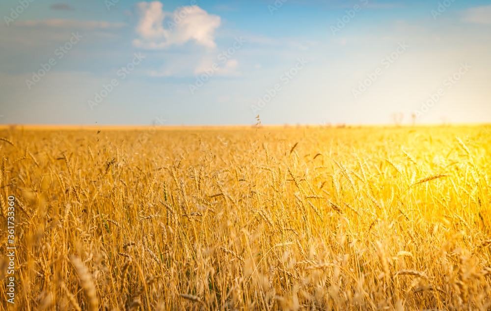 Naklejka premium Wheat field background. Autumn time. Selective focus.