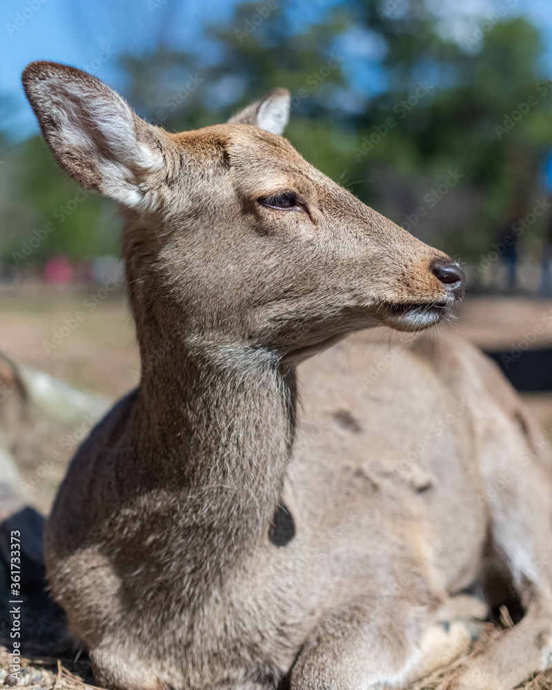 Japan's famous Nara deer. Sika Deer Cervus Nippon Nara, Japan. - Nara's main attractions include Todaiji, Kasuga Taisha, Kofukuji and the Nara National Museum. Japan's famous Nara deer. Sika Deer Cervus Nippon Nara, Japan. - Nara's main attractions include Todaiji, Kasuga Taisha, Kofukuji and the Nara National Museum.