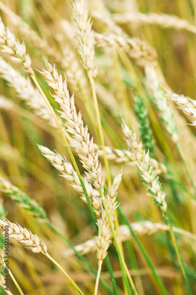 Wheat field background. Autumn time. Selective focus. Wheat field background. Autumn time. Selective focus.