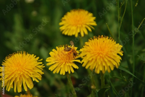 yellow dandelion flower. bee collecting pollen