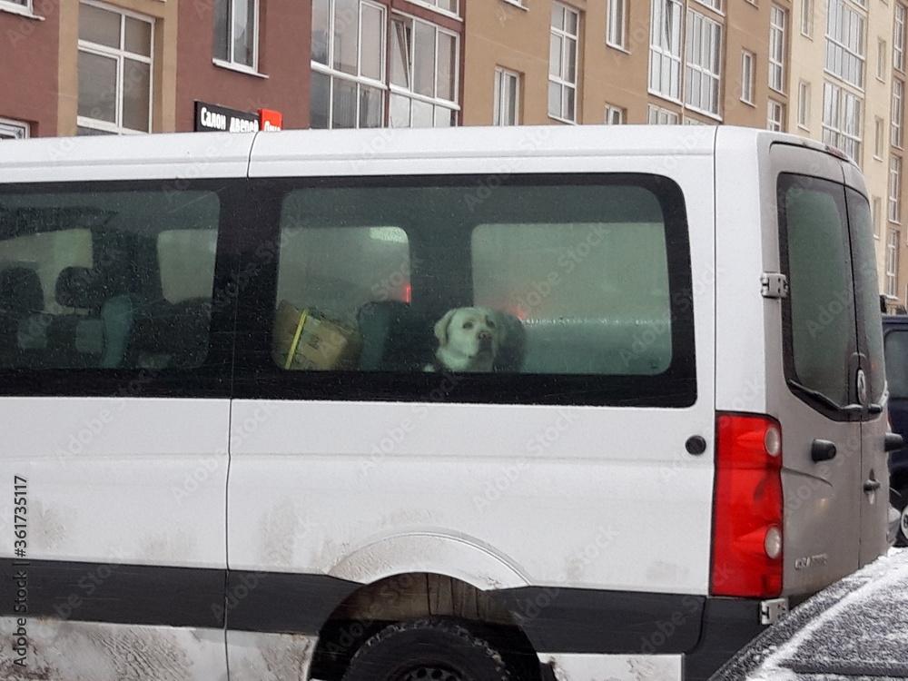 Fototapeta premium A dog missing in the car