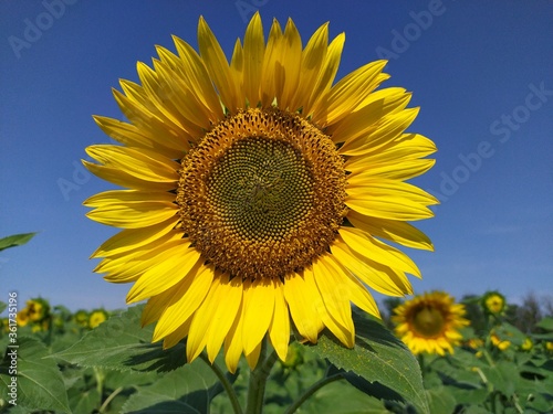 Yellow field of beautiful sunflowers