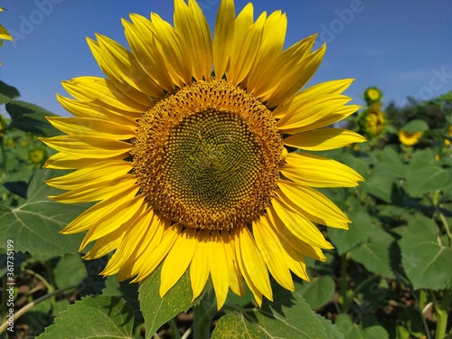 Yellow field of beautiful sunflowers