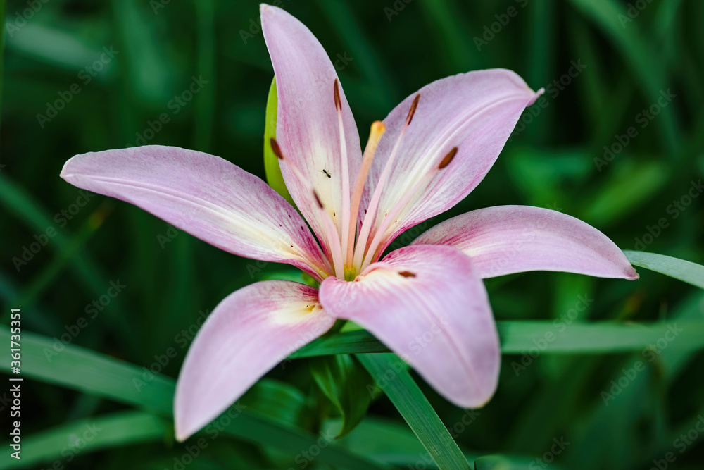 the pink lily section of the garden at dawn the pink lily section of the garden at dawn