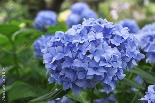 blue hydrangea flowers