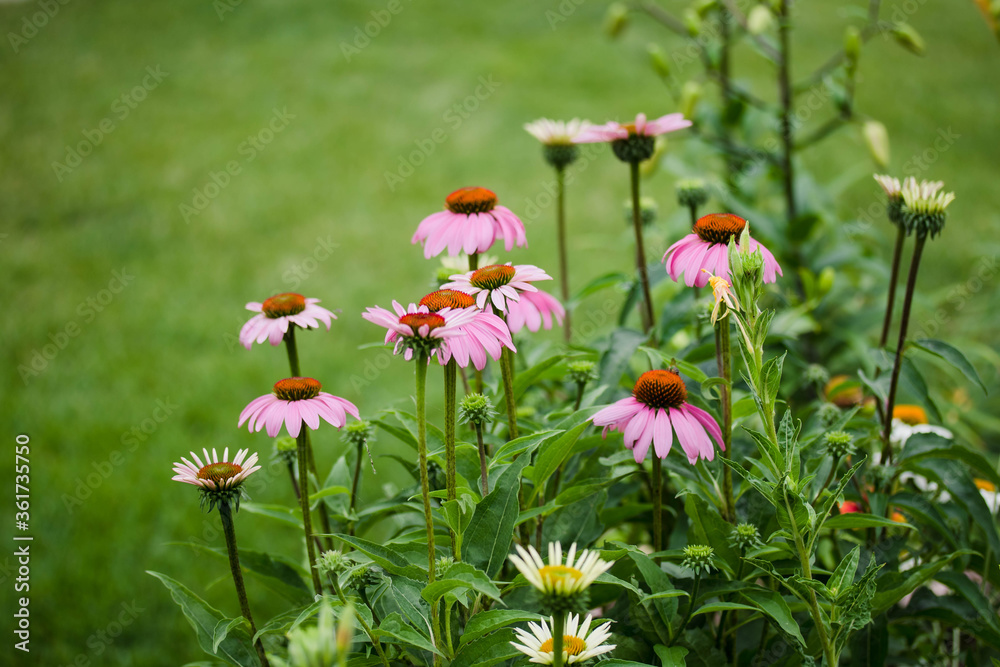 a small patch of lavender coneflowers at sunrise a small patch of lavender coneflowers at sunrise