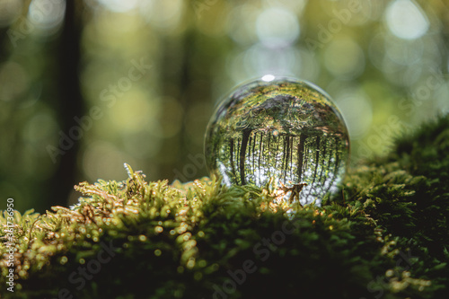 Environment concept  a crystal ball lies on a moss in the forest  reflection of the forest. concept and theme of nature  environmental protection. relaxation. glass material.