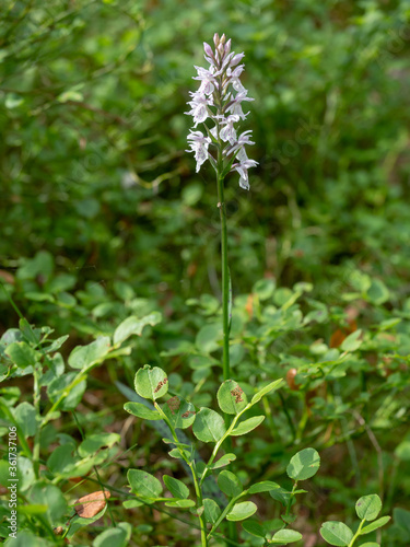 Orchis spotted - a medicinal plant of the orchid family