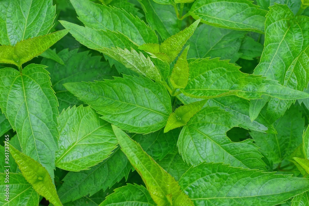 natural texture from the green leaves of plants in nature natural texture from the green leaves of plants in nature
