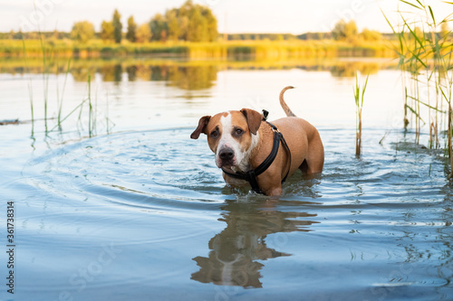 Dog enjoys a swim in the clean lake in summer. Active pets, swimming dogs, physical activity concepts