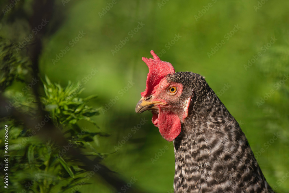Bespeckled chicken portrait in the garden with dirty beak, green background