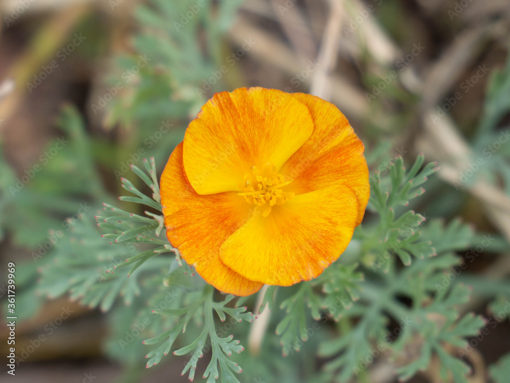 Ranunculus creeping lonely flower in the center of the photo on a blurred background. Color gradient from yellow to orange. Ranunculus creeping lonely flower in the center of the photo on a blurred background. Color gradient from yellow to orange.