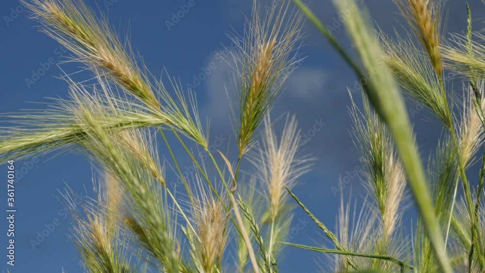 ears of wheat in the wind smooth moving and the wind is playing with this weat behind the blue sky is watching as slowmotion 4k fhd ears of wheat in the wind smooth moving and the wind is playing with this weat behind the blue sky is watching as slowmotion 4k fhd