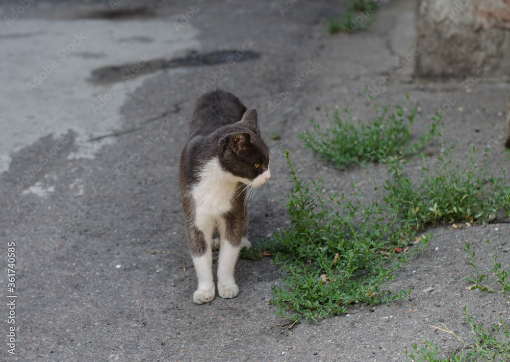 A street cat is walking. Spotted cat on the street. Yard cat.