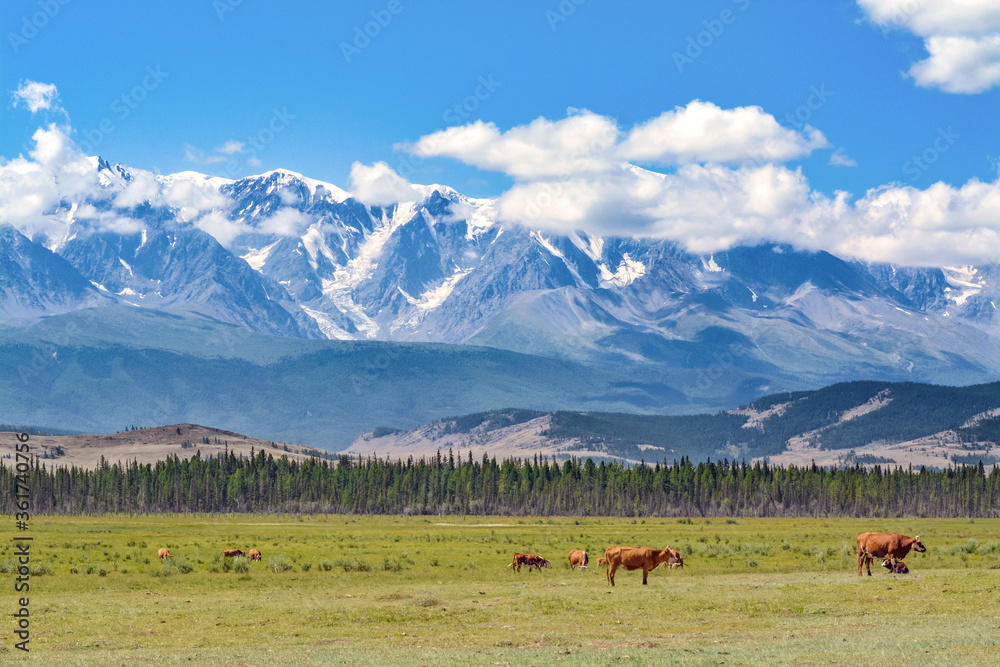 Beautiful mountain landscape: valley, cows, glaciers in the mountains, blue sky, clouds Beautiful mountain landscape: valley, cows, glaciers in the mountains, blue sky, clouds