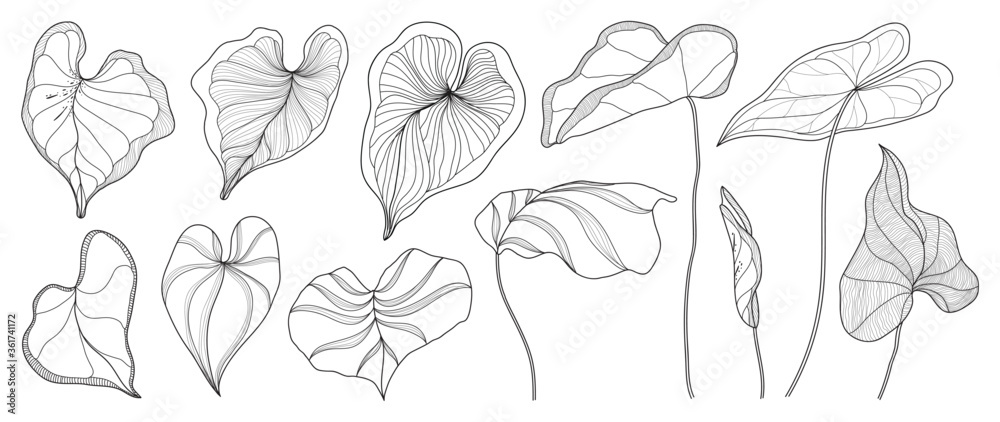 Exotic tropical leaf hand drawn vector. Araceae leaves black and white engraved ink art. Design for fabric, textile print, wrapping paper, fashion, interior design and cover.