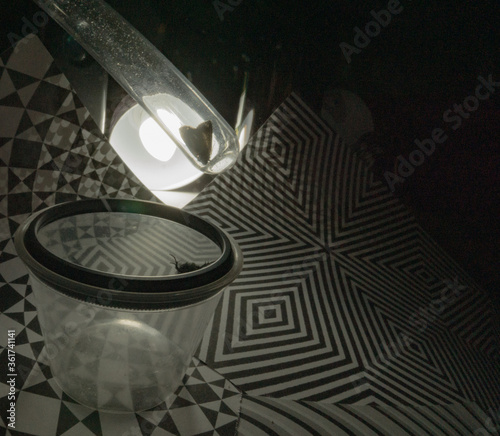 Can the insects even breathe under glass and plastic cup?  Or maybe they just self trapped night flies as a metaphor. 