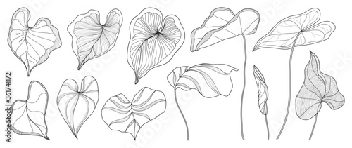 Exotic tropical leaf hand drawn vector. Araceae leaves black and white engraved ink art. Design for fabric, textile print, wrapping paper, fashion, interior design and cover.