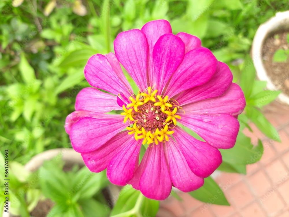 Fototapeta premium Zinnia flower in the garden. It&nbsp;is a&nbsp;genus&nbsp;of plants of the&nbsp;sunflower tribe&nbsp;within the&nbsp;daisy family. It is an annual plant. Zinnias may be white, chartreuse, yellow, orange, red,purple, or lilac. 