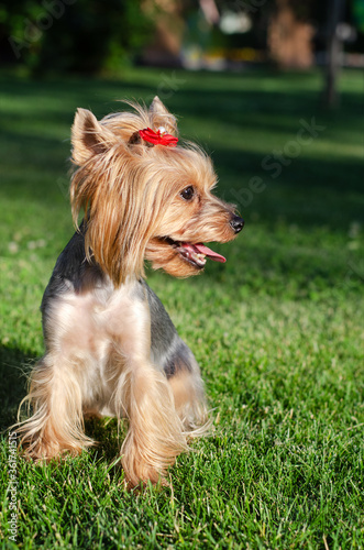 Dog pet Yorkshire Terrier on a walk in the park on summer day