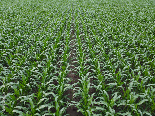 Corn field. Rows of green corn on top.