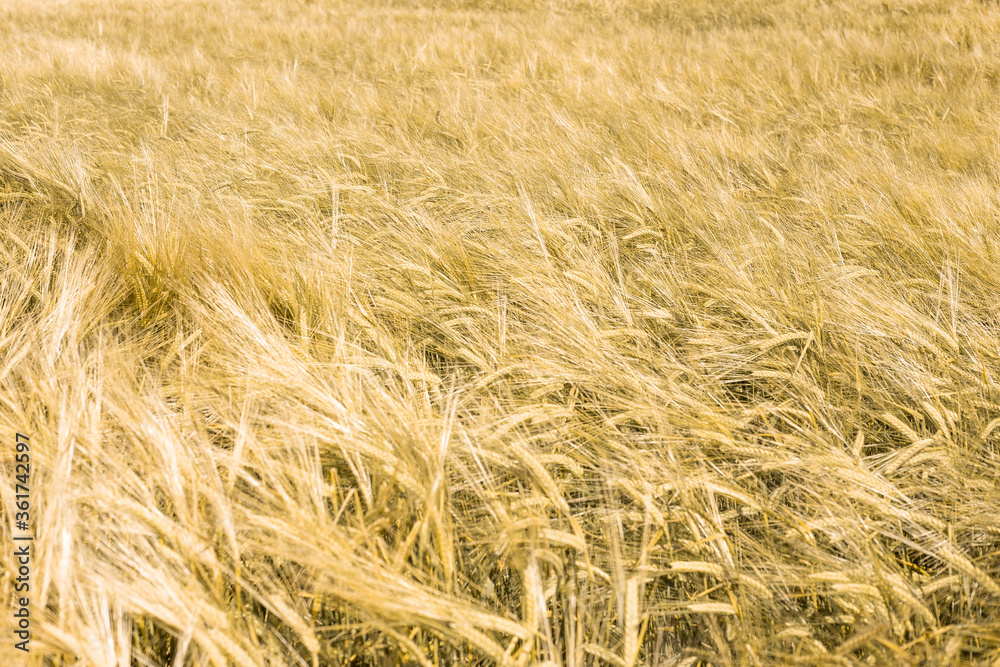 Fototapeta premium Ripe wheat at sunset. Landscape.