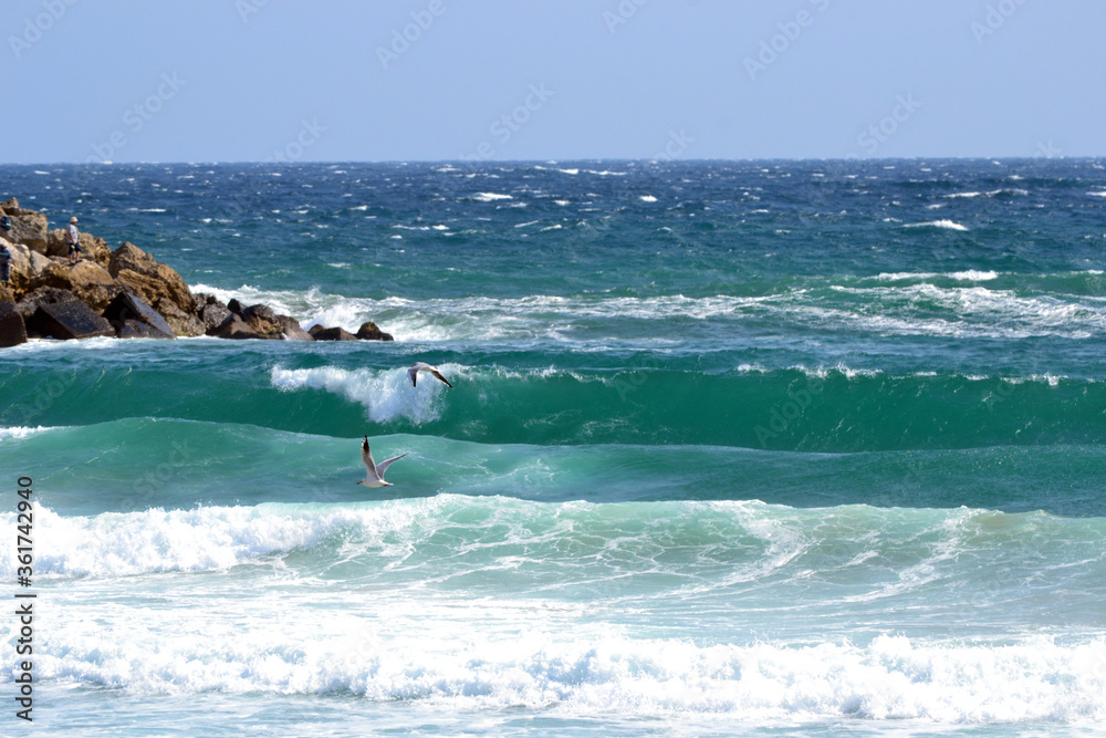 Dance of waves with seagulls