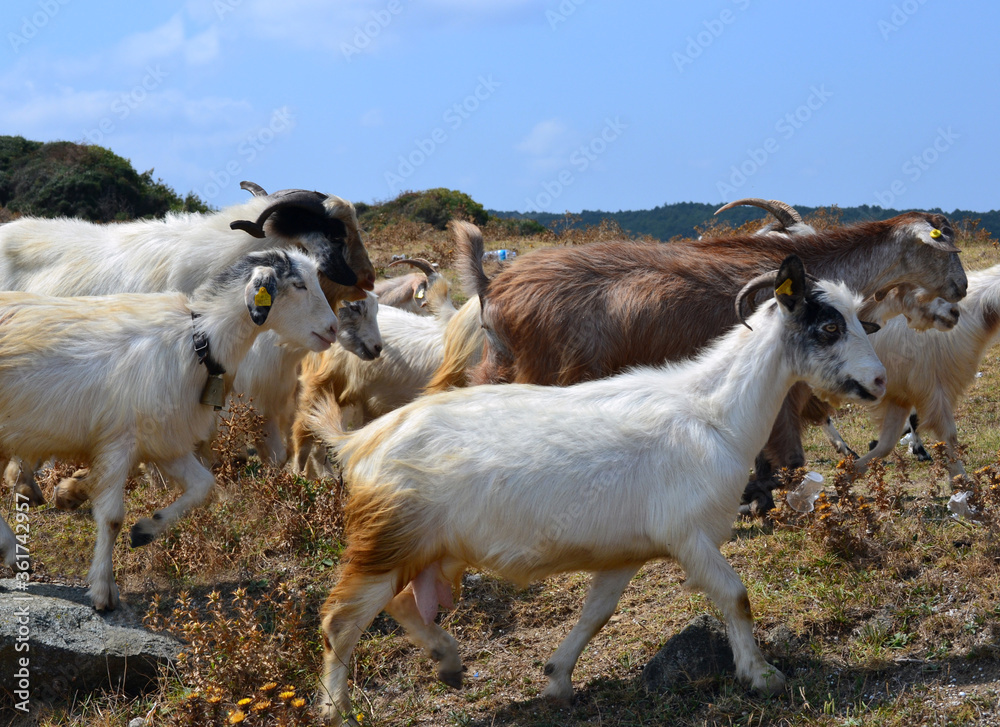 Kırklareli - Kıyıköy goats' ride under the supervision of a shepherd