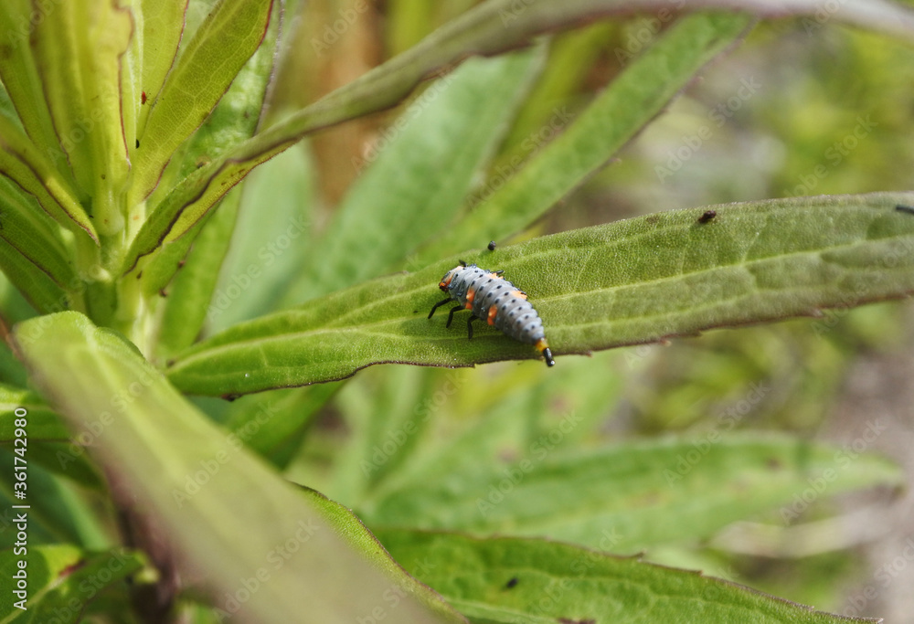 Larva of ladybug is taking feces on a green leaf. Back shot. Larva of ladybug is taking feces on a green leaf. Back shot.