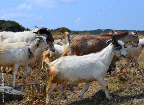 Obraz na płótnie Kırklareli - Kıyıköy goats' ride under the supervision of a shepherd w salonie