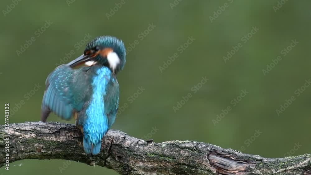 Common kingfisher (Alcedo atthis) female perched on branch over water of pond while preening feathers and scratching head Common kingfisher (Alcedo atthis) female perched on branch over water of pond while preening feathers and scratching head