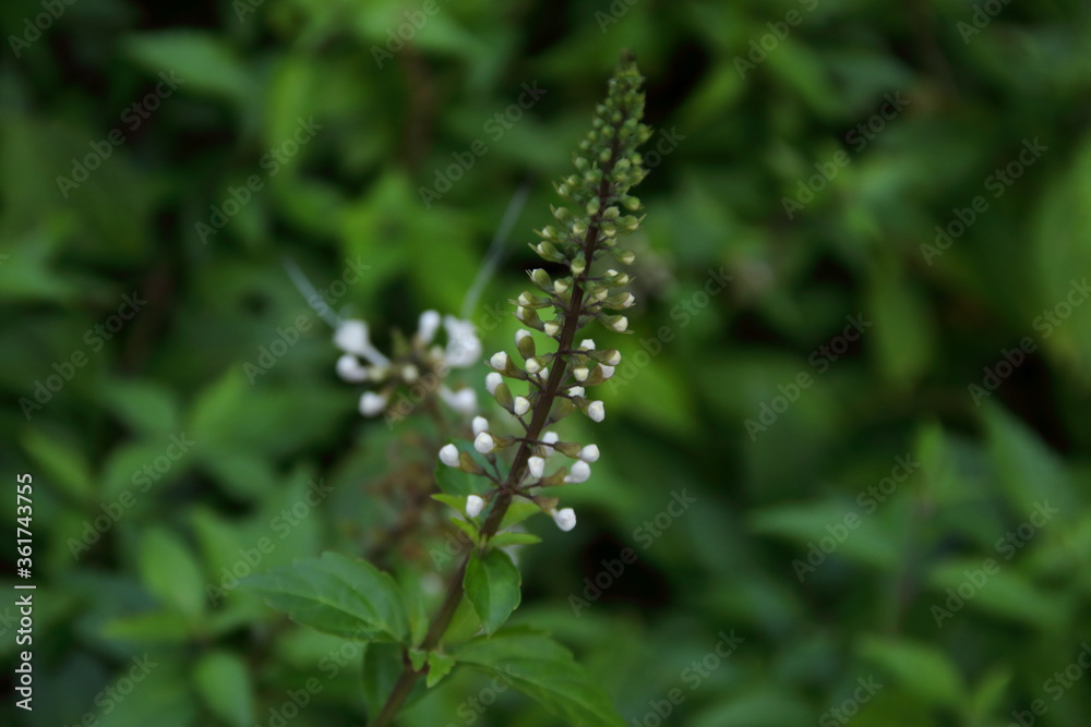Branch of Kidney Tea Plant's buds and blur green leaves background, Thailand. Another name is Cat's whiskers, Java tea.