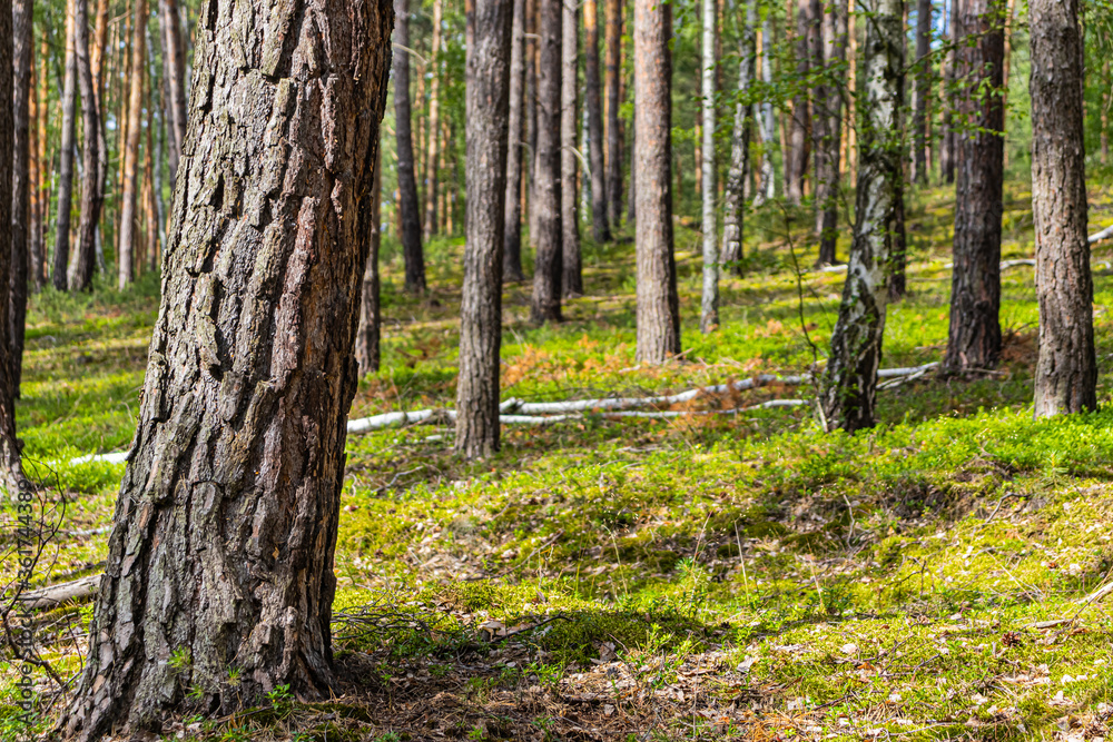 Obraz premium Forest landscape in the summer