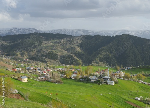 wooden village houses among green trees.artvin/savsat/turkey