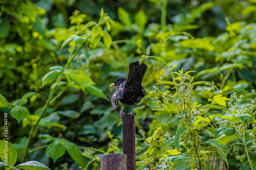 Starling bird on a wild nature background