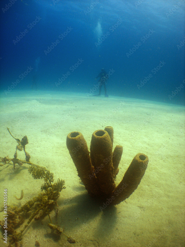 Fototapeta premium underwater scuba diver caribbean sea Curacao